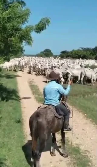 Terreno en Barinas