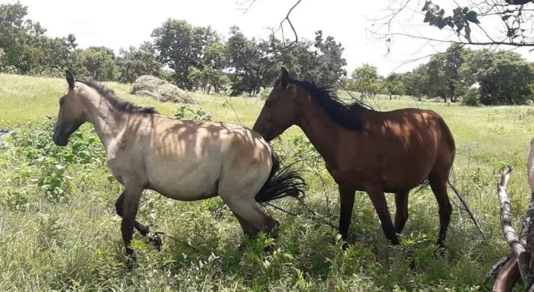 Terreno en Venta en Guárico, Calabozo Sector Panzacola 4750000m² — USD 65,000