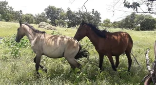 Terreno en Guárico, Calabozo Sector Panzacola