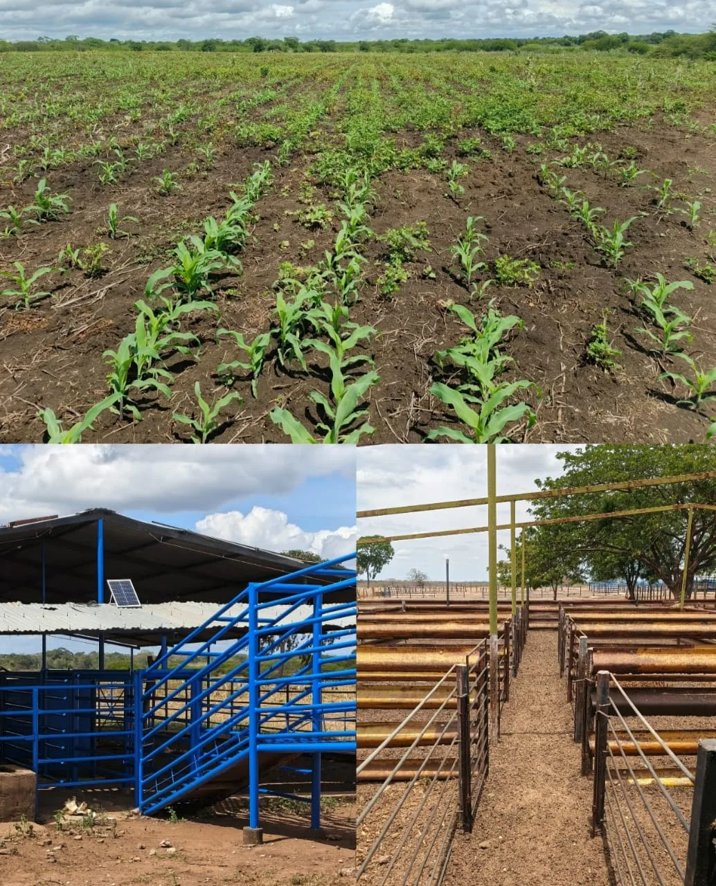 Terreno en Venta en Estado Guárico 970000m² — Precio a consultar